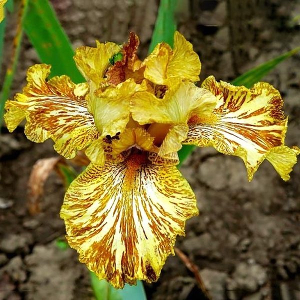 Tiger Honey