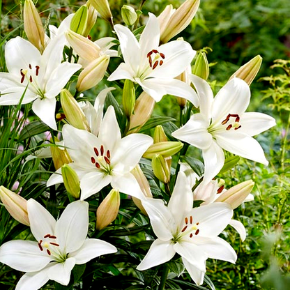 Tisento