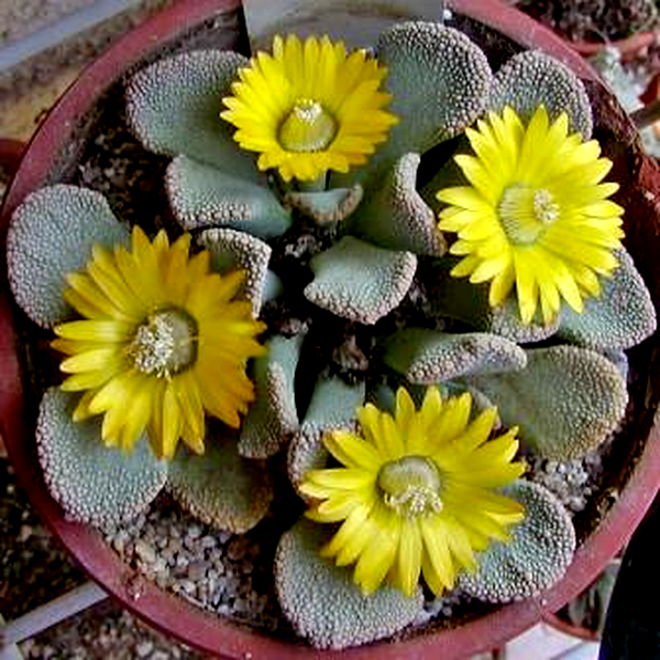 Titanopsis fulleri