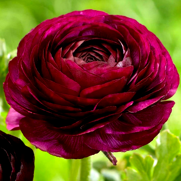 Tomer Purple