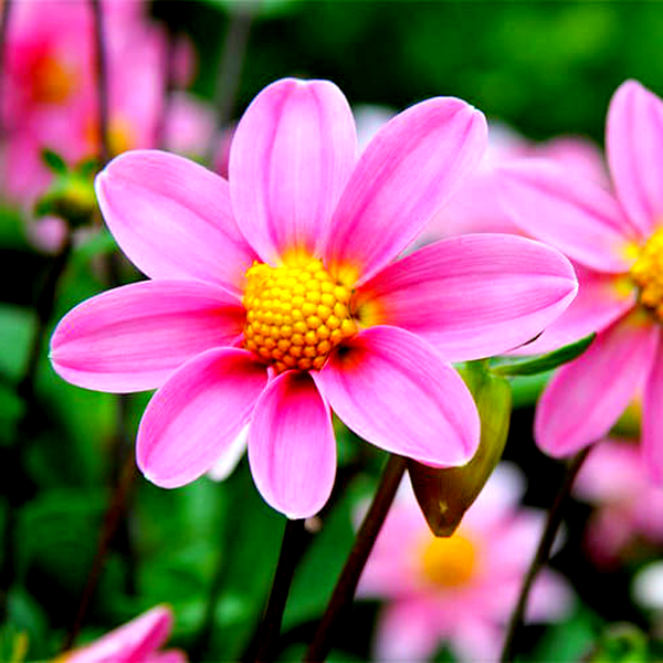 Topmix Pink