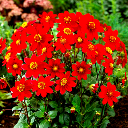Topmix Red