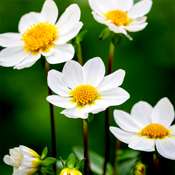 Topmix White
