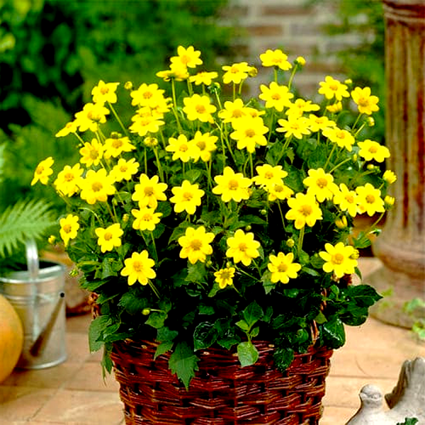 Topmix Yellow
