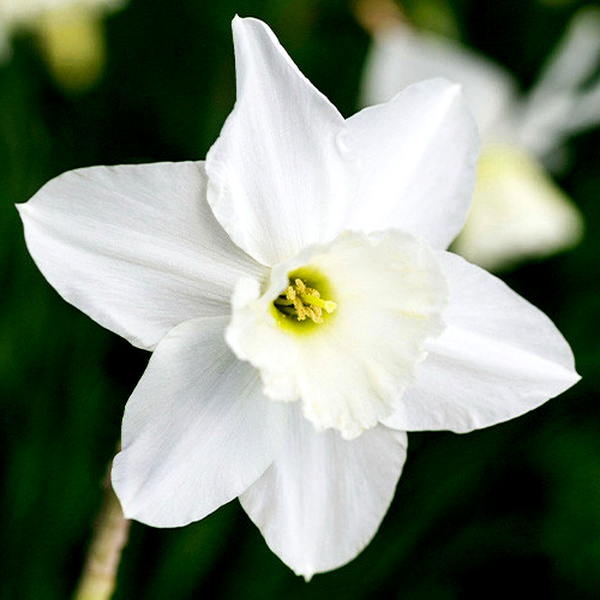 Tresamble