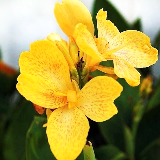 Tropical Yellow