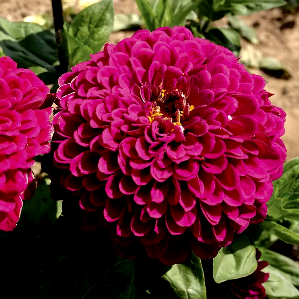 Tudor' Zinnia Seeds