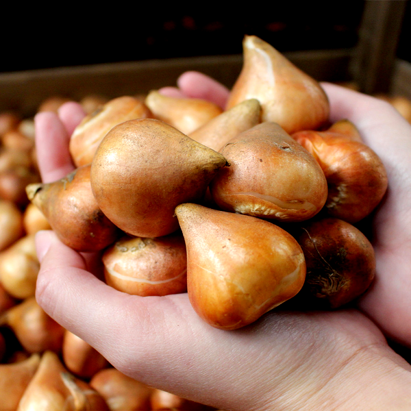 Izumi