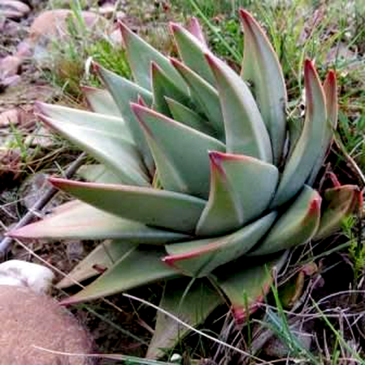 Tulista marginata