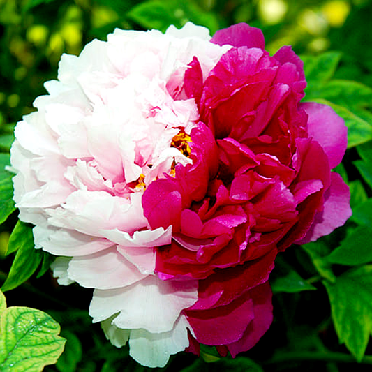 Twin Beauty Er Qiao