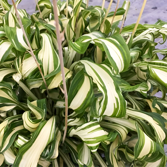 Twisted Spearmint
