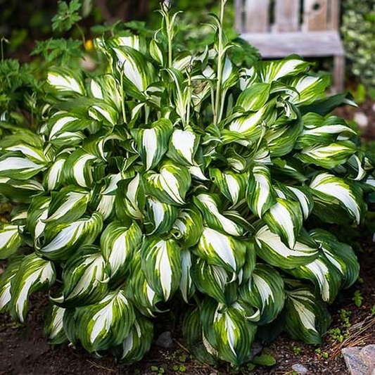 Undulata Mediovariegata