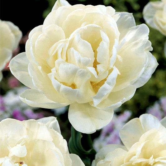 Up White