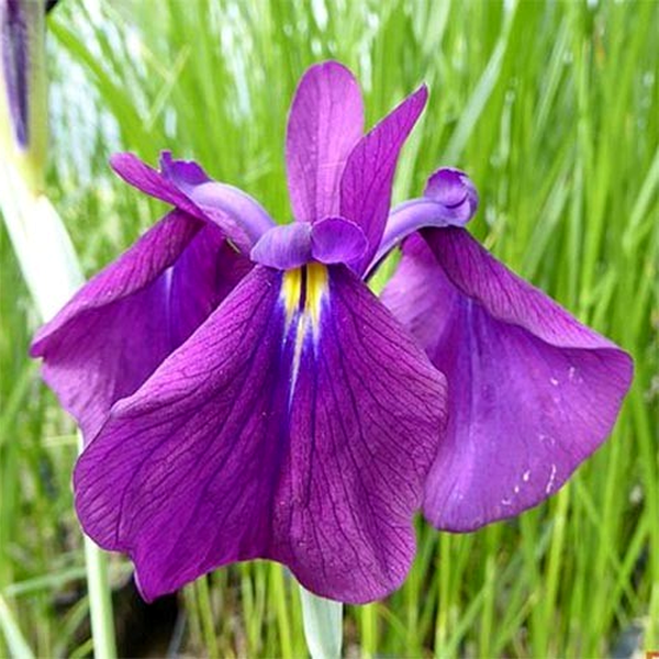 Variegata