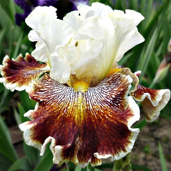Variegated Wonder