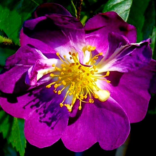 Veilchenblau