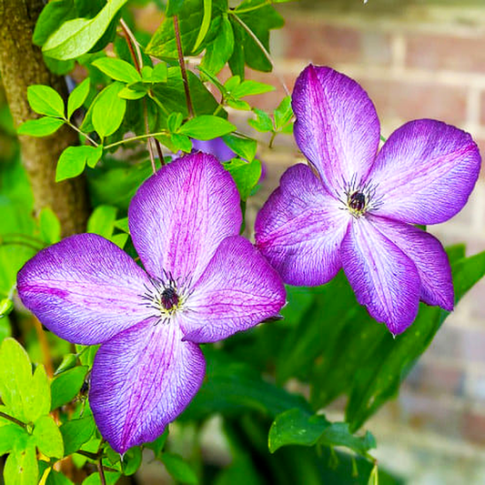 Venosa Violacea