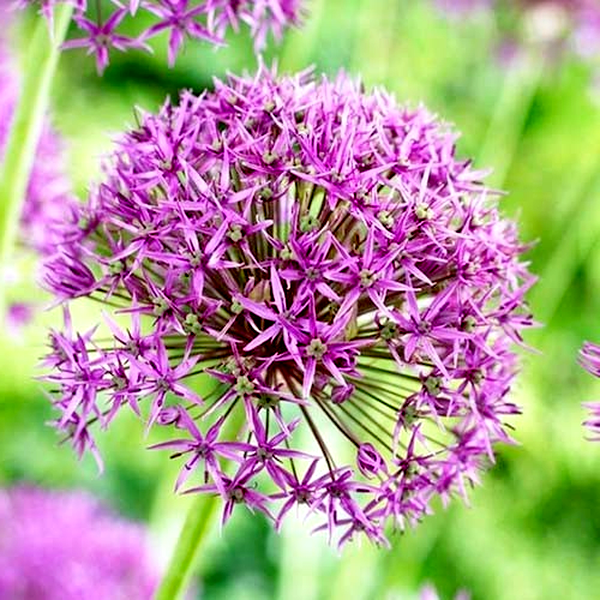 Violet Beauty