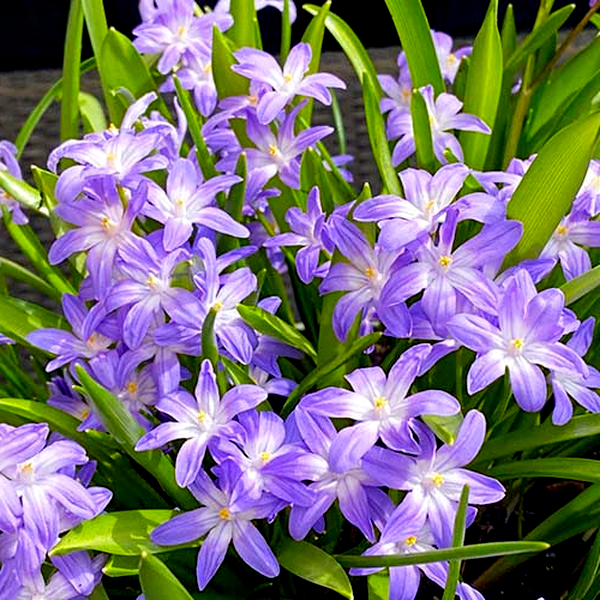 Violet Beauty