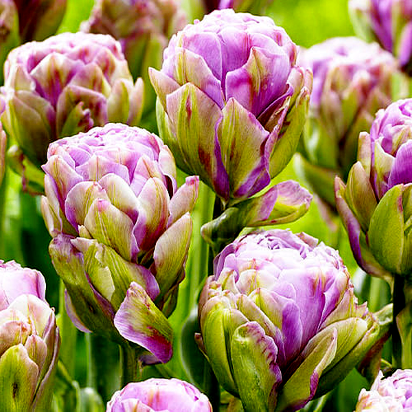 Violet Pranaa