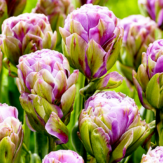 Violet Pranaa
