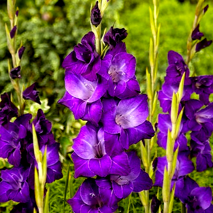 Violetta