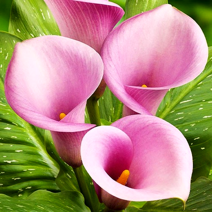 Violetta