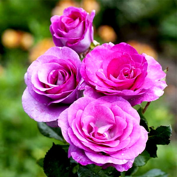 Violette Parfume