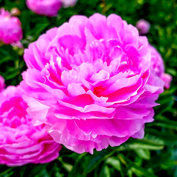 Vived Rose