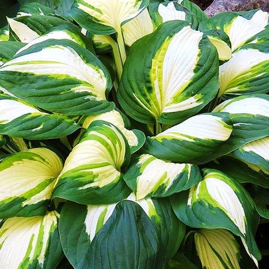 Vulcan