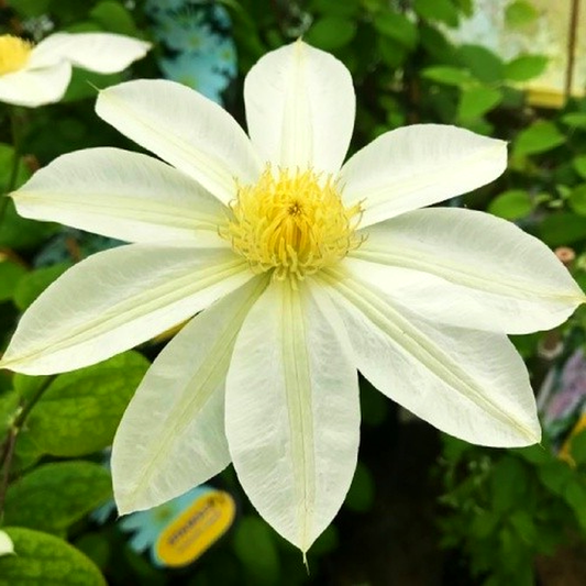 Wada's Primrose