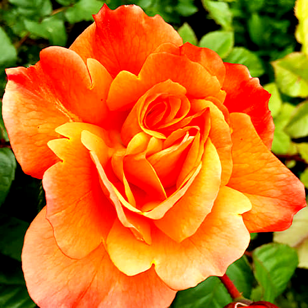 Westerland