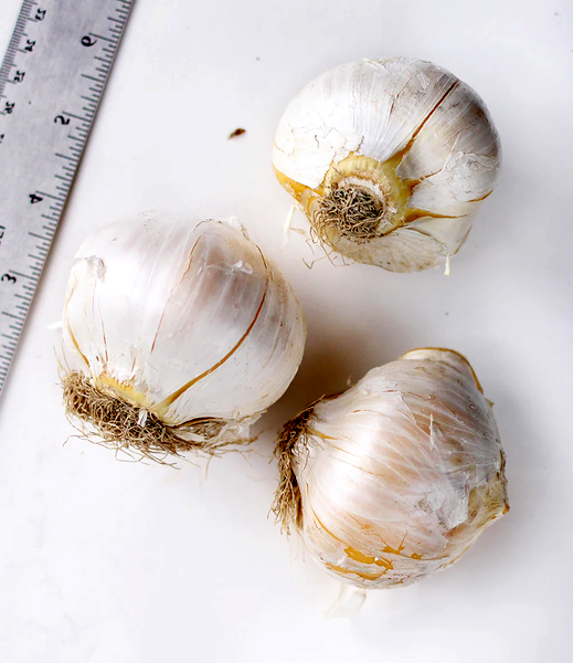 Ostara