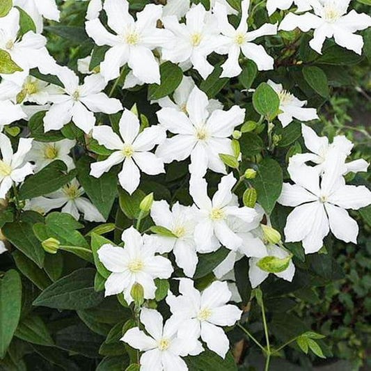 White Arabella
