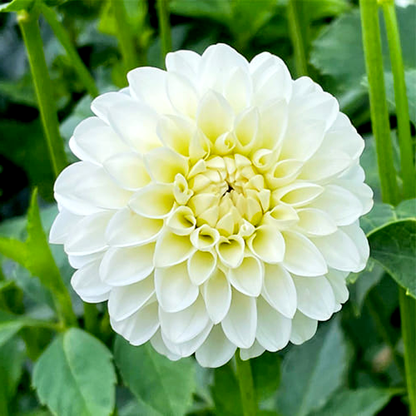 White Aster