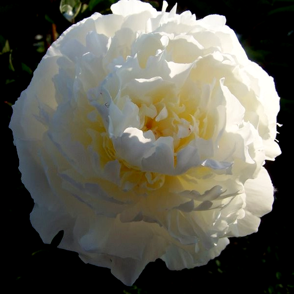 White Charm