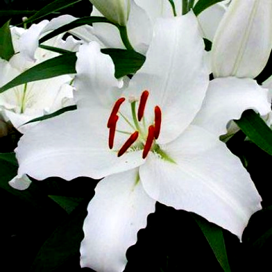 White City