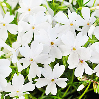 White Delight