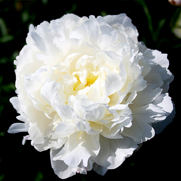 White Frost