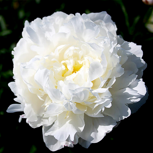White Frost