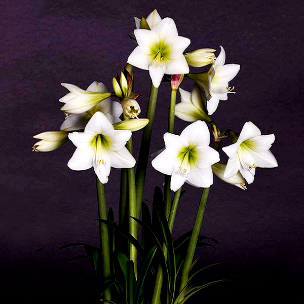 White Garden