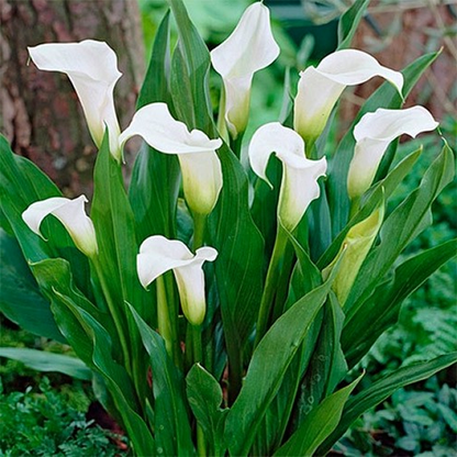 White Ideal