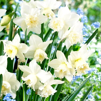 White Marvel