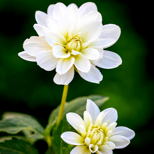 White Onesta