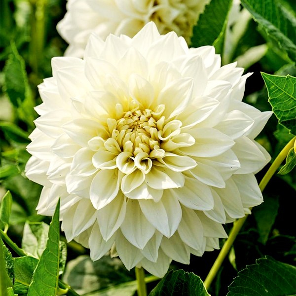 White Perfection