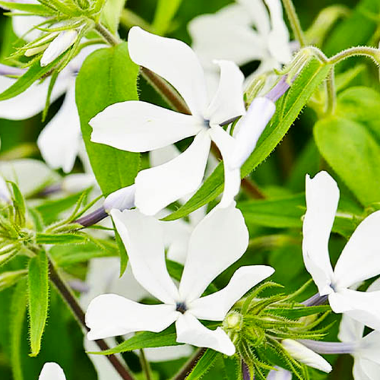 White Perfume