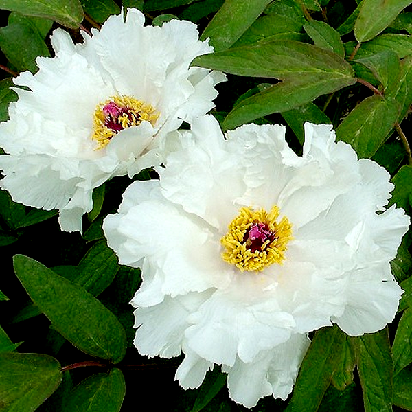 White Phoenix