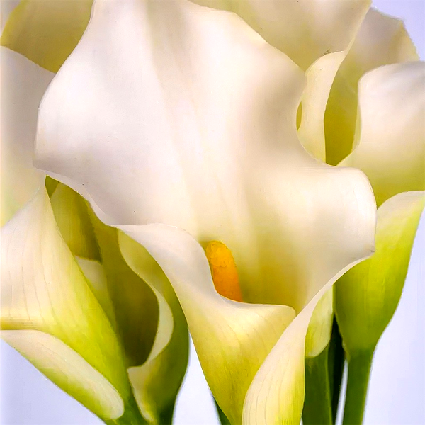 White Present
