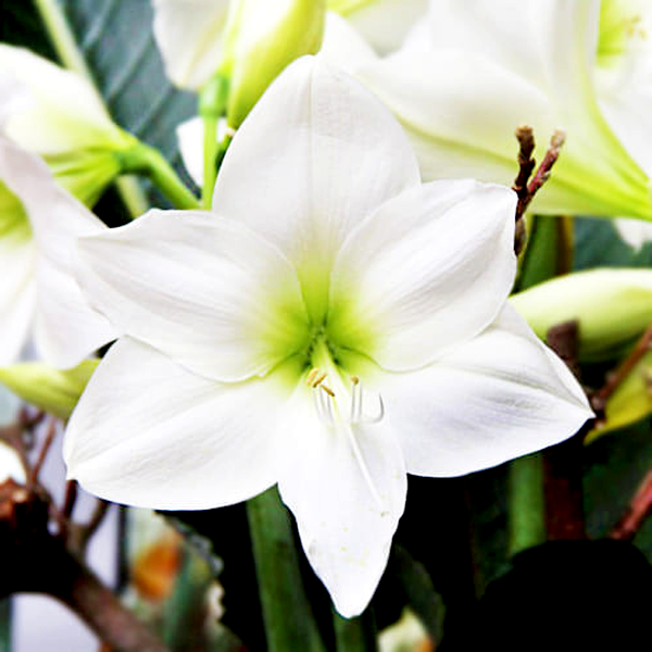 White Queen