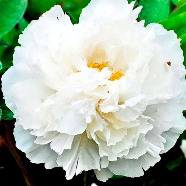 White Snow
